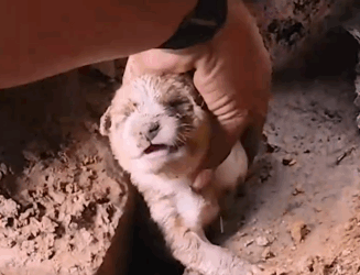 Part2 Animals Rescue #dogrescue #rescuedog #dogsofttiktok #foryoupage #foryou #dogs