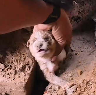 Part2 Animals Rescue #dogrescue #rescuedog #dogsofttiktok #foryoupage #foryou #dogs