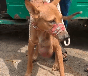 Part2 Animals Rescue #dogrescue #rescuedog #dogsofttiktok #foryoupage #foryou #dogs