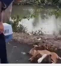 Part2 Animals Rescue #dogrescue #rescuedog #dogsofttiktok #foryoupage #foryou #dogs