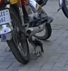 Part2 Animals Rescue #dogrescue #rescuedog #dogsofttiktok #foryoupage #foryou #dogs