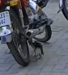 Part2 Animals Rescue #dogrescue #rescuedog #dogsofttiktok #foryoupage #foryou #dogs