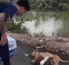 Part2 Animals Rescue #dogrescue #rescuedog #dogsofttiktok #foryoupage #foryou #dogs