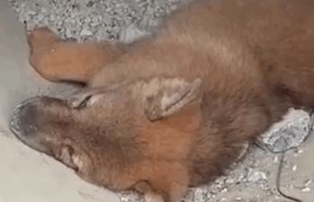 Part2 Animals Rescue #dogrescue #rescuedog #dogsofttiktok #foryoupage #foryou #dogs