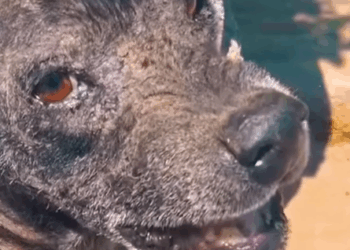 Part2 Animals Rescue #dogrescue #rescuedog #dogsofttiktok #foryoupage #foryou #dogs