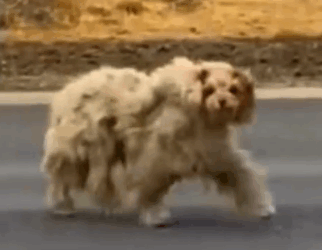 Part2 Animals Rescue #dogrescue #rescuedog #dogsofttiktok #foryoupage #foryou #dogs