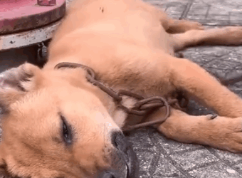 Part2 Animals Rescue #dogrescue #rescuedog #dogsofttiktok #foryoupage #foryou #dogs