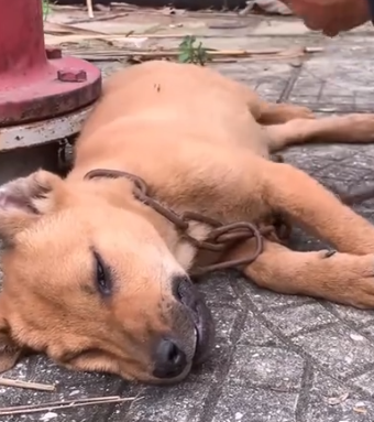 Part2 Animals Rescue #dogrescue #rescuedog #dogsofttiktok #foryoupage #foryou #dogs