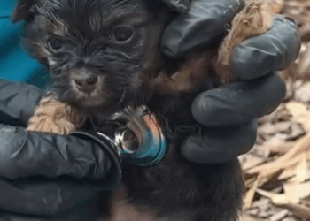 Part2 Animals Rescue #dogrescue #rescuedog #dogsofttiktok #foryoupage #foryou #dogs