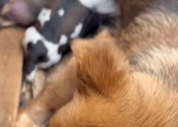 Part2 Animals Rescue #dogrescue #rescuedog #dogsofttiktok #foryoupage #foryou #dogs