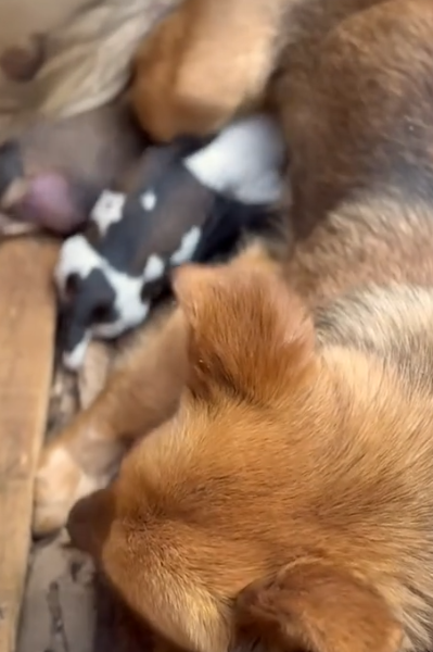 Part2 Animals Rescue #dogrescue #rescuedog #dogsofttiktok #foryoupage #foryou #dogs