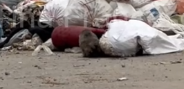 On my way home from work, I saw a poor little dog wandering among the garbage on the side of the_part2