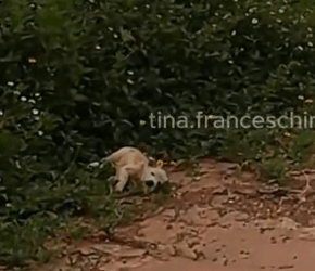 On my way home from work, I saw this little dog lying motionless on the side of the road._part2