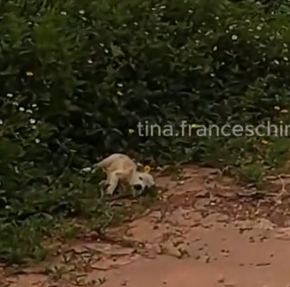 On my way home from work, I saw this little dog lying motionless on the side of the road._part2