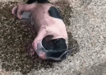 Part2 Animals Rescue #dogrescue #rescuedog #dogsofttiktok #foryoupage #foryou #dogs