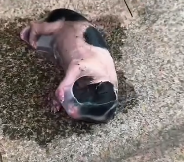 Part2 Animals Rescue #dogrescue #rescuedog #dogsofttiktok #foryoupage #foryou #dogs