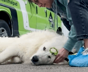 Scared Puppy Mill Rescue Refused To Come Inside The House Until…_part2