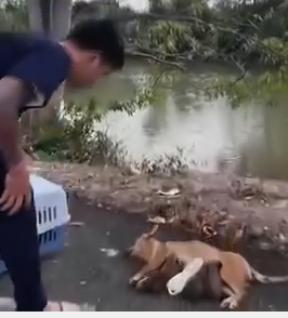 Part2 Animals Rescue #dogrescue #rescuedog #dogsofttiktok #foryoupage #foryou #dogs