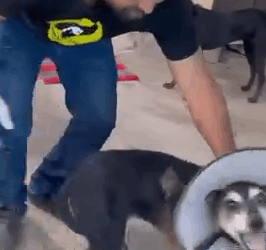 Rescued a Scared Stray Dog after someone poured hot boiled Oil_part2