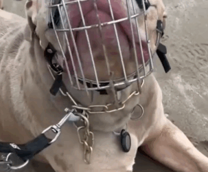 She gave up her life in the UK so her dog can live free again_part2