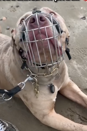 She gave up her life in the UK so her dog can live free again_part2