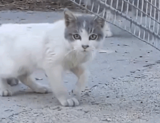 Part2 Animals Rescue #dogrescue #rescuedog #dogsofttiktok #foryoupage #foryou #dogs