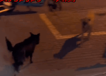 Part2 Animals Rescue #dogrescue #rescuedog #dogsofttiktok #foryoupage #foryou #dogs