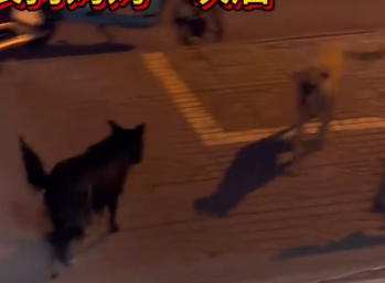 Part2 Animals Rescue #dogrescue #rescuedog #dogsofttiktok #foryoupage #foryou #dogs