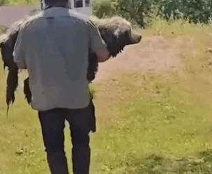 Part2 Animals Rescue #dogrescue #rescuedog #dogsofttiktok #foryoupage #foryou #dogs