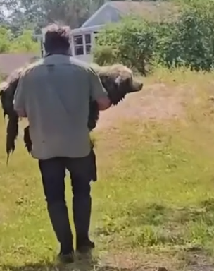 Part2 Animals Rescue #dogrescue #rescuedog #dogsofttiktok #foryoupage #foryou #dogs