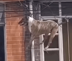 Part2 Animals Rescue #dogrescue #rescuedog #dogsofttiktok #foryoupage #foryou #dogs