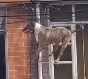 Part2 Animals Rescue #dogrescue #rescuedog #dogsofttiktok #foryoupage #foryou #dogs