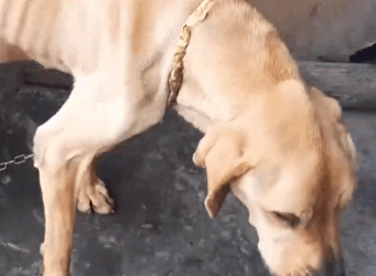 Part2 Animals Rescue #dogrescue #rescuedog #dogsofttiktok #foryoupage #foryou #dogs