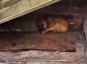 Part2 Animals Rescue #dogrescue #rescuedog #dogsofttiktok #foryoupage #foryou #dogs