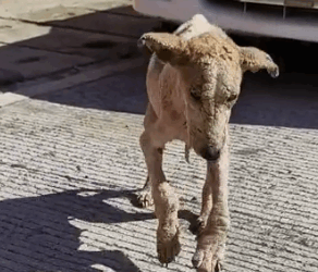 Part2 Animals Rescue #dogrescue #rescuedog #dogsofttiktok #foryoupage #foryou #dogs