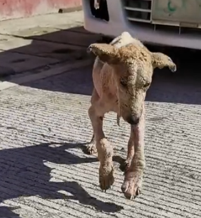 Part2 Animals Rescue #dogrescue #rescuedog #dogsofttiktok #foryoupage #foryou #dogs