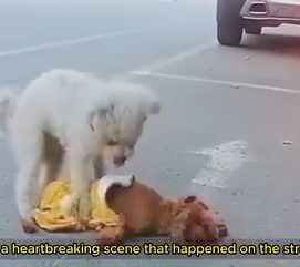 Part2 Animals Rescue #dogrescue #rescuedog #dogsofttiktok #foryoupage #foryou #dogs