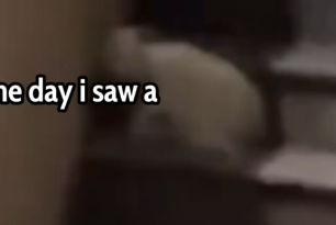 Part2 Animals Rescue #dogrescue #rescuedog #dogsofttiktok #foryoupage #foryou #dogs