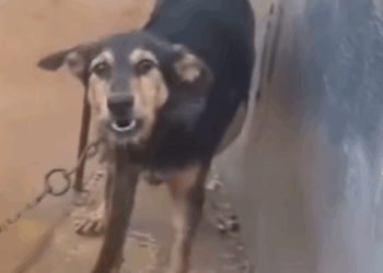 Part2 Animals Rescue #dogrescue #rescuedog #dogsofttiktok #foryoupage #foryou #dogs