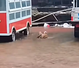 Part2 Animals Rescue #dogrescue #rescuedog #dogsofttiktok #foryoupage #foryou #dogs