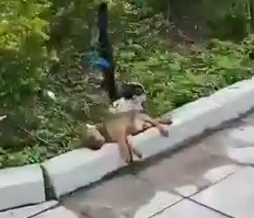 Part2 Animals Rescue #dogrescue #rescuedog #dogsofttiktok #foryoupage #foryou #dogs