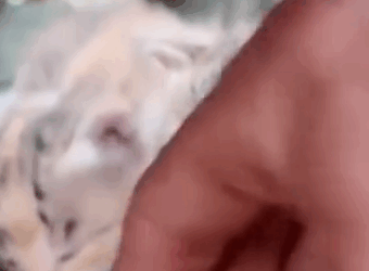 Part2 Animals Rescue #dogrescue #rescuedog #dogsofttiktok #foryoupage #foryou #dogs