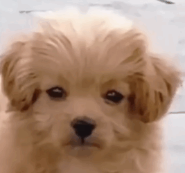 Part2 Animals Rescue #dogrescue #rescuedog #dogsofttiktok #foryoupage #foryou #dogs