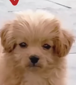 Part2 Animals Rescue #dogrescue #rescuedog #dogsofttiktok #foryoupage #foryou #dogs