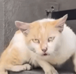 Part2 Animals Rescue #dogrescue #rescuedog #dogsofttiktok #foryoupage #foryou #dogs