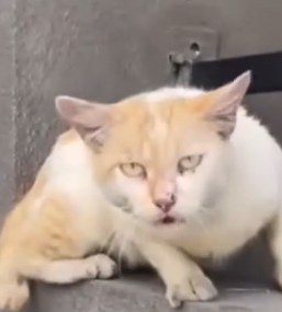 Part2 Animals Rescue #dogrescue #rescuedog #dogsofttiktok #foryoupage #foryou #dogs