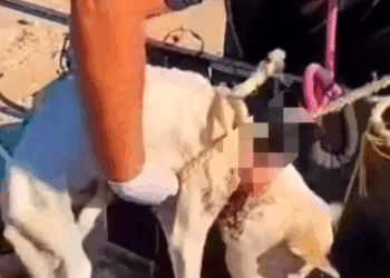 Part2 Animals Rescue #dogrescue #rescuedog #dogsofttiktok #foryoupage #foryou #dogs