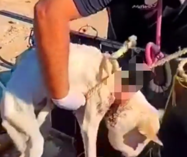 Part2 Animals Rescue #dogrescue #rescuedog #dogsofttiktok #foryoupage #foryou #dogs