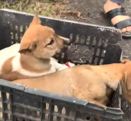 Part2 Animals Rescue #dogrescue #rescuedog #dogsofttiktok #foryoupage #foryou #dogs