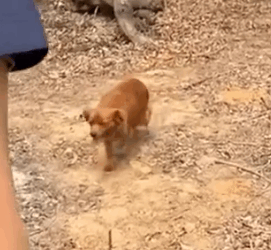 Part2 Animals Rescue #dogrescue #rescuedog #dogsofttiktok #foryoupage #foryou #dogs